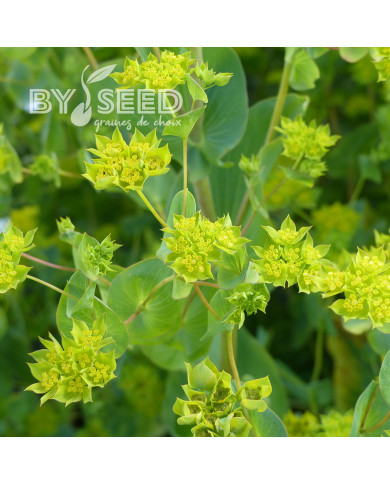 Bupleurum (Buplèvre) Griffithii