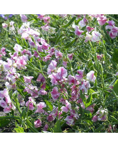 Pois de senteur Spencer Wiltshire Ripple