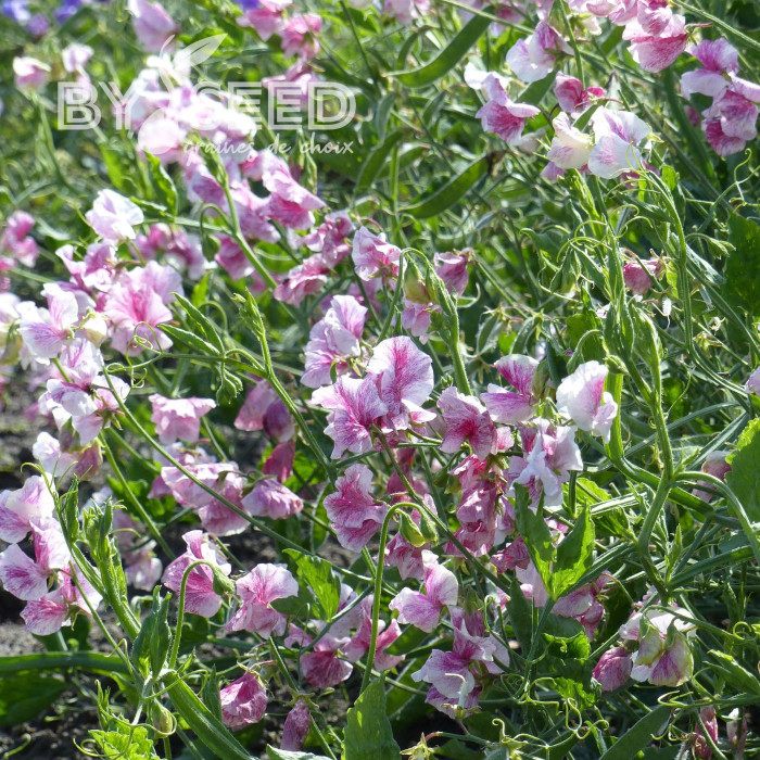 Pois de senteur Spencer Wiltshire Ripple