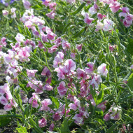 Pois de senteur Spencer Wiltshire Ripple