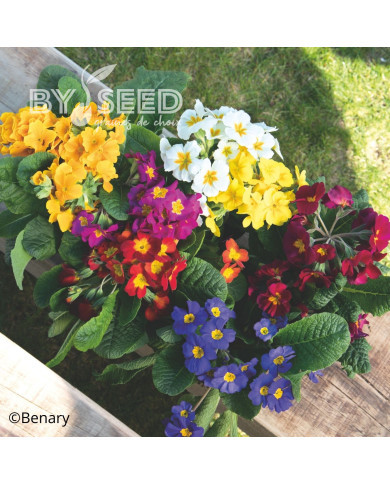 Primevère elatior Crescendo® Mix (primed)