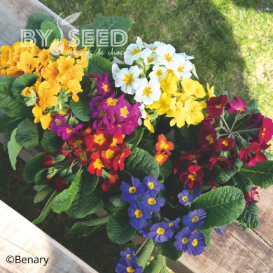 Primevère elatior Crescendo® Mix (primed)