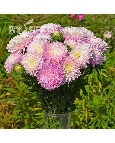 Reine-Marguerite King Size Appleblossom