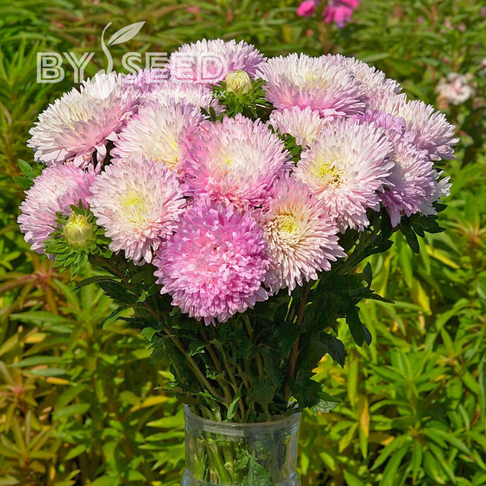 Reine-Marguerite King Size Appleblossom