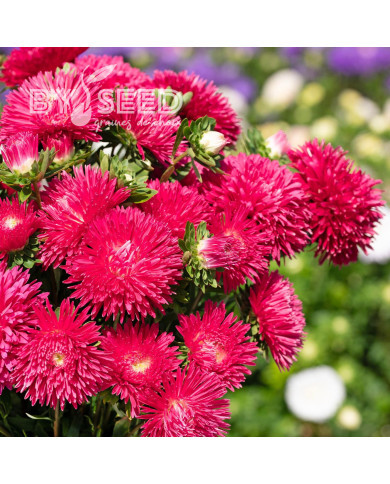 Reine-Marguerite King Size Red