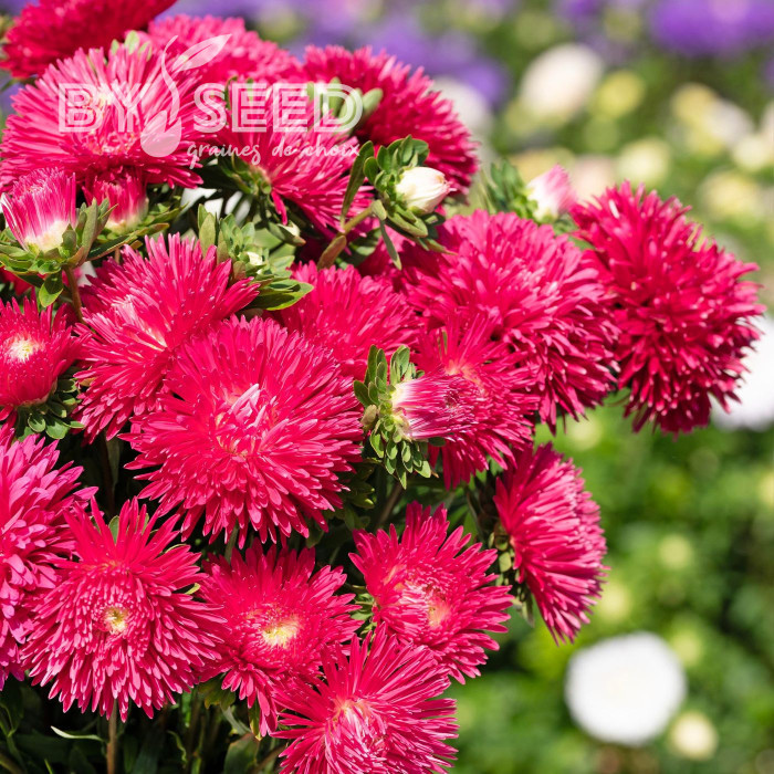 Reine-Marguerite King Size Red