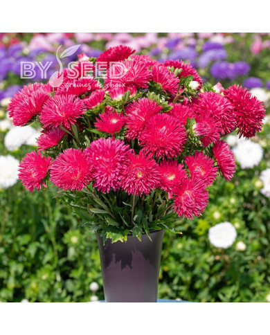 Reine-Marguerite King Size Red