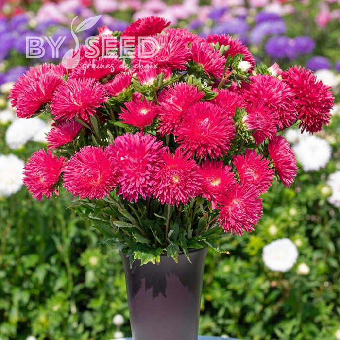 Reine-Marguerite King Size Red