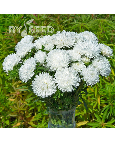 Reine-Marguerite King Size White