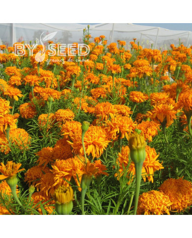 Rose d'Inde haute Fantastic Orange