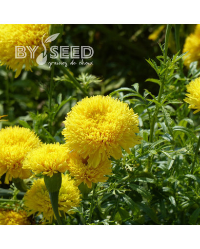 Rose d'Inde haute Fantastic Yellow