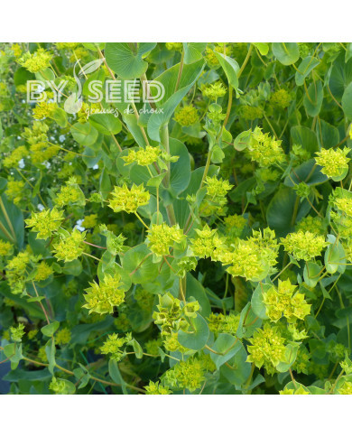 Bupleurum (Buplèvre) Griffithii