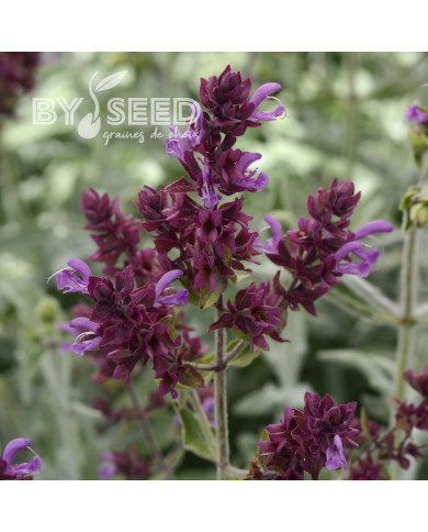 Sauge canariensis Lancelot