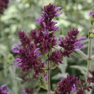 Sauge canariensis Lancelot