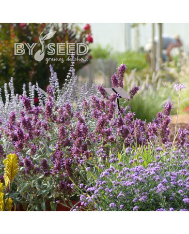 Sauge canariensis Lancelot