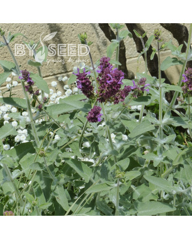 Sauge canariensis Lancelot