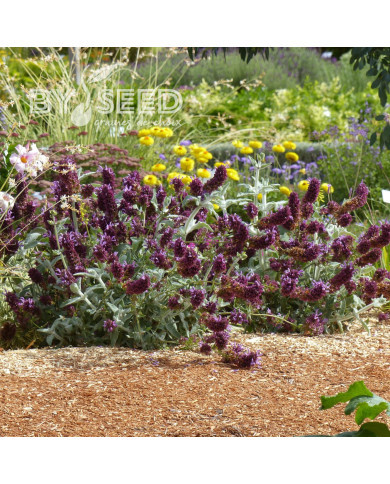 Sauge canariensis Lancelot