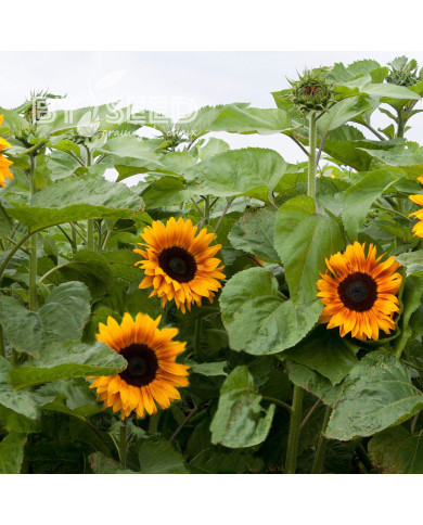 Tournesol F1 Copper Queen F1