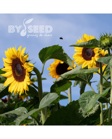 Tournesol F1 Special Cutflower F1 Formula Mixture