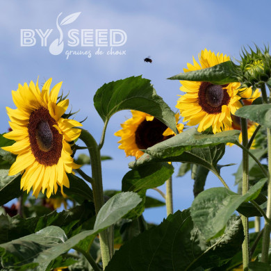 Tournesol F1 Special Cutflower F1 Formula Mixture