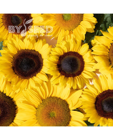 Tournesol F1 Special Cutflower F1 Formula Mixture