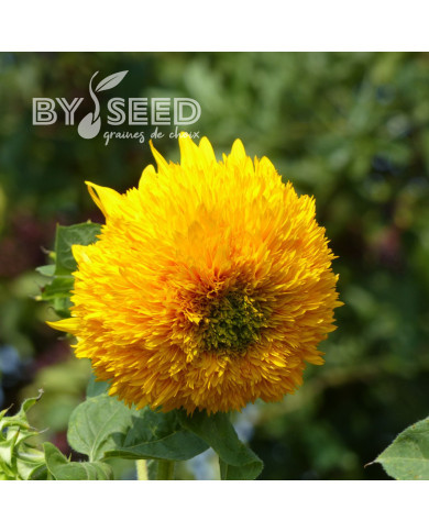 Tournesol haut double Orange Sun