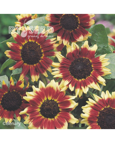 Tournesol haut Florenza