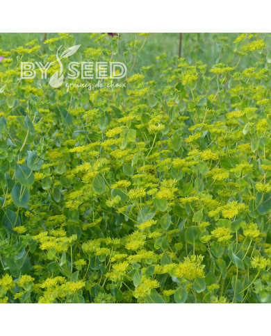 Bupleurum (Buplèvre) Griffithii