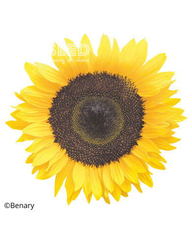 Tournesol haut Holiday