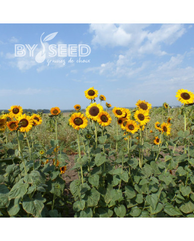 Tournesol haut Soraya