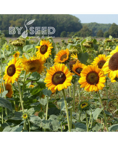 Tournesol haut Soraya