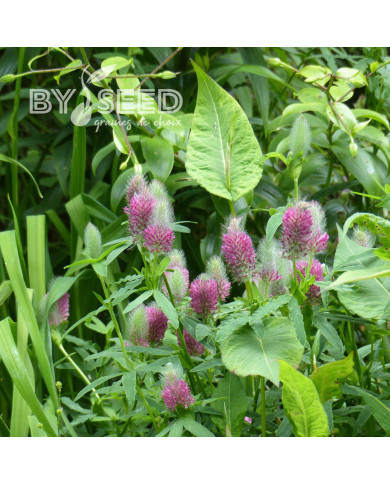 Trèfle - Trifolium rubens
