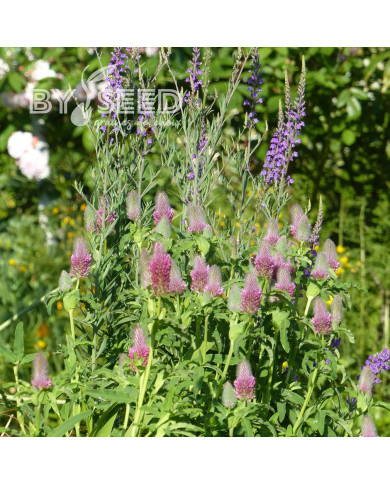 Trèfle - Trifolium rubens