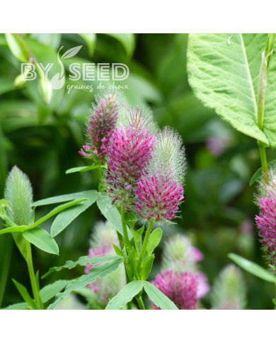 Trèfle - Trifolium rubens