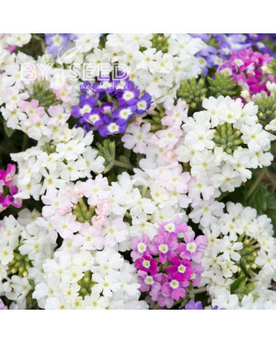 Verveine annuelle Scentsation Mix