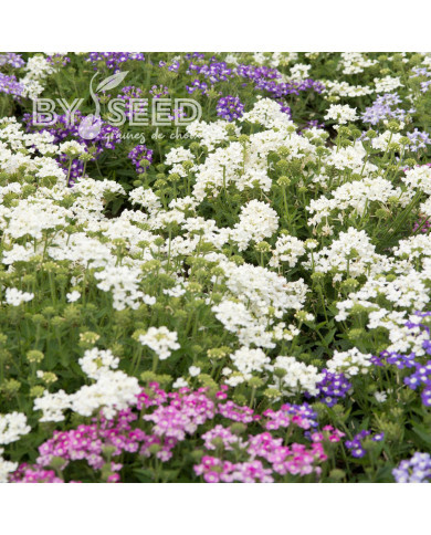 Verveine annuelle Scentsation Mix