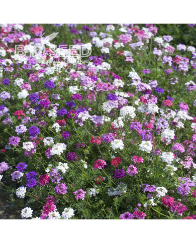 Verveine speciosa Desert Jewels Mix
