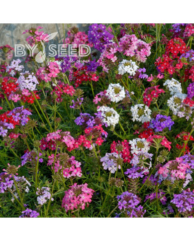 Verveine speciosa Desert Jewels Mix