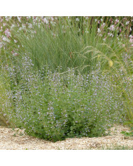 Artichaut Gros Vert de Laon