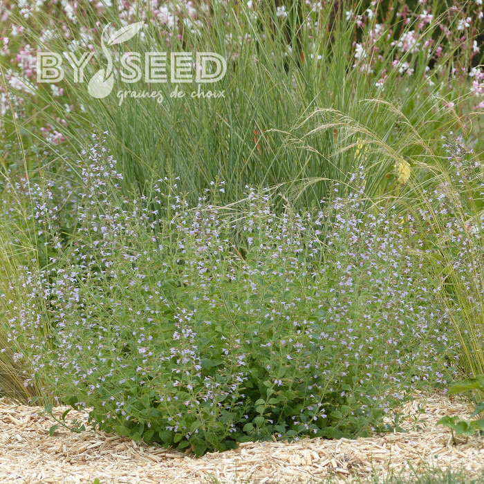 Calamintha nepeta