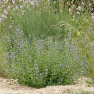 Calamintha nepeta