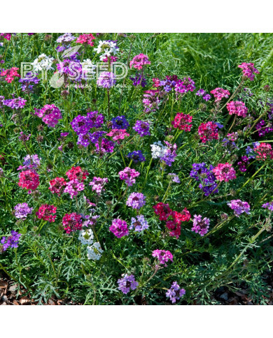 Verveine speciosa Desert Jewels Mix
