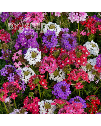 Verveine speciosa Desert Jewels Mix