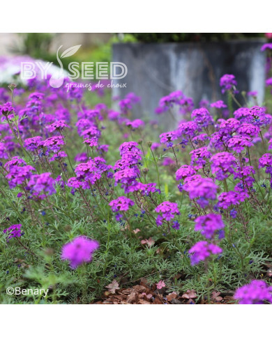 Verveine speciosa Imagination®