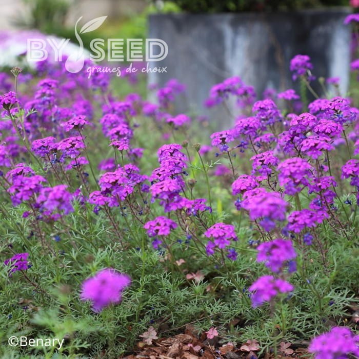 Verveine speciosa Imagination®