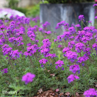 Verveine speciosa Imagination®