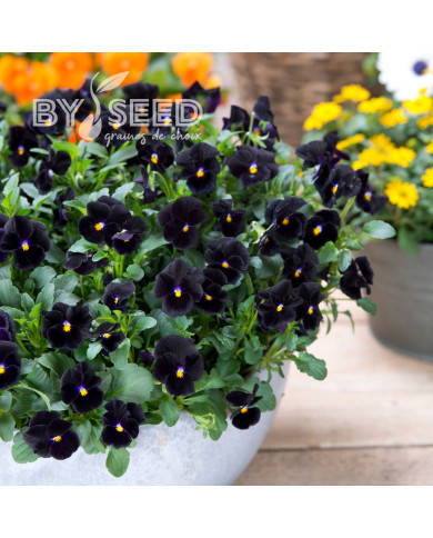 Viola cornuta Back to Black