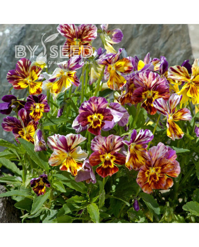 Viola cornuta Brushstrokes