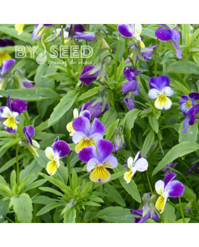 Viola cornuta Helen Mount ou Johnny Jump Up