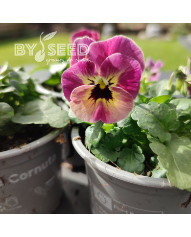 Viola cornuta Laeta Antique Shades